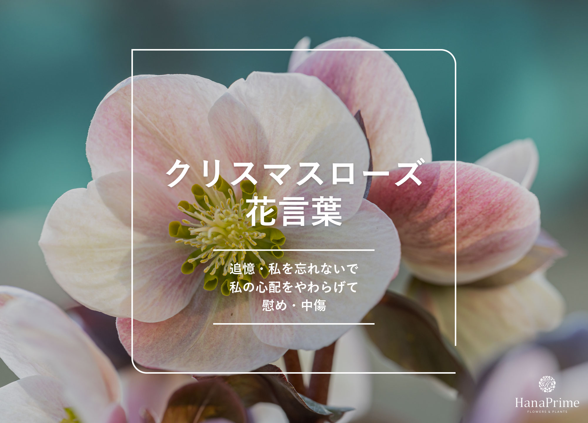クリスマスローズの花言葉は怖い？色別の意味と贈る際の注意点徹底解説