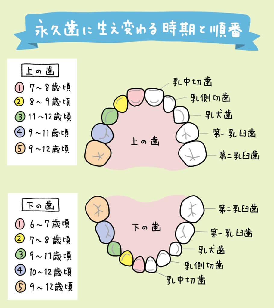 乳歯が抜ける順番と時期の完全ガイド｜順番が違う原因と受診の目安
