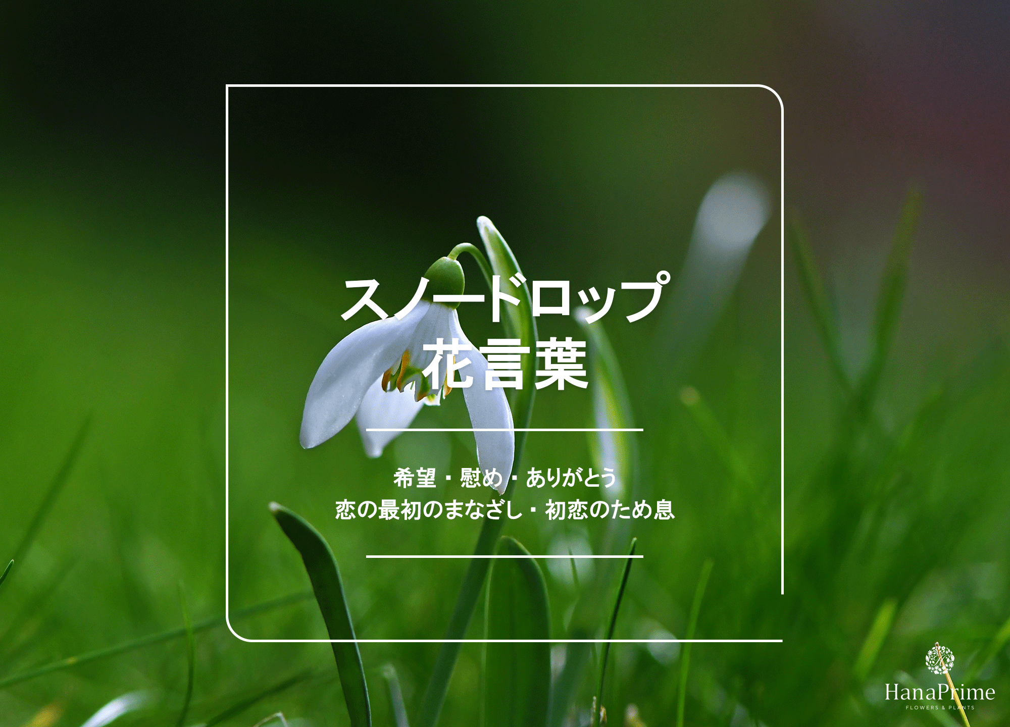 スノードロップの花言葉は怖い？「死を望む」真相と贈る際の注意点
