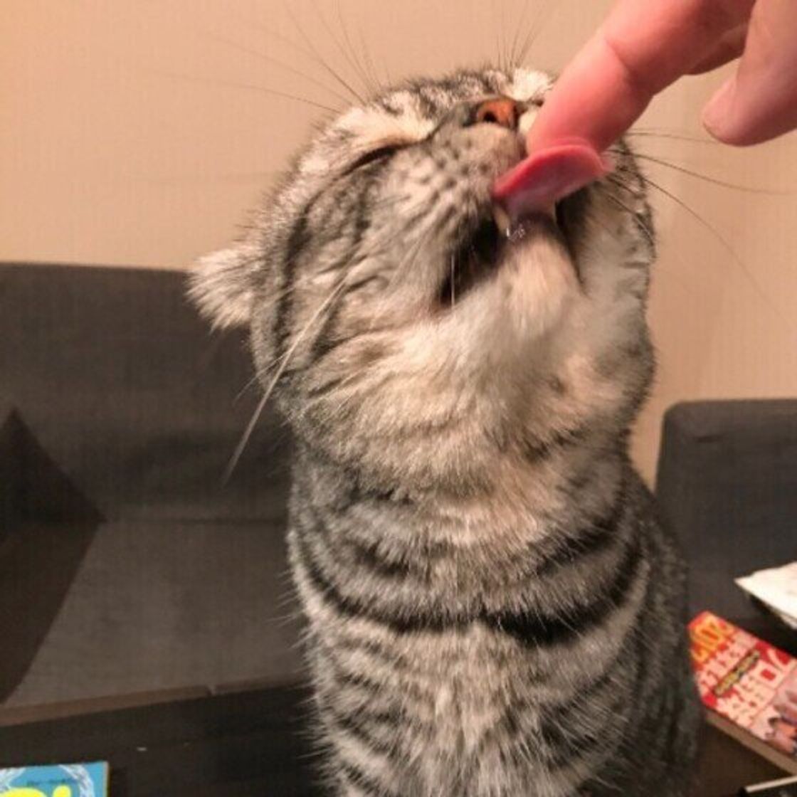 猫がなめてくる本当の理由とは？部位別の心理と急に噛む危険なサイン
