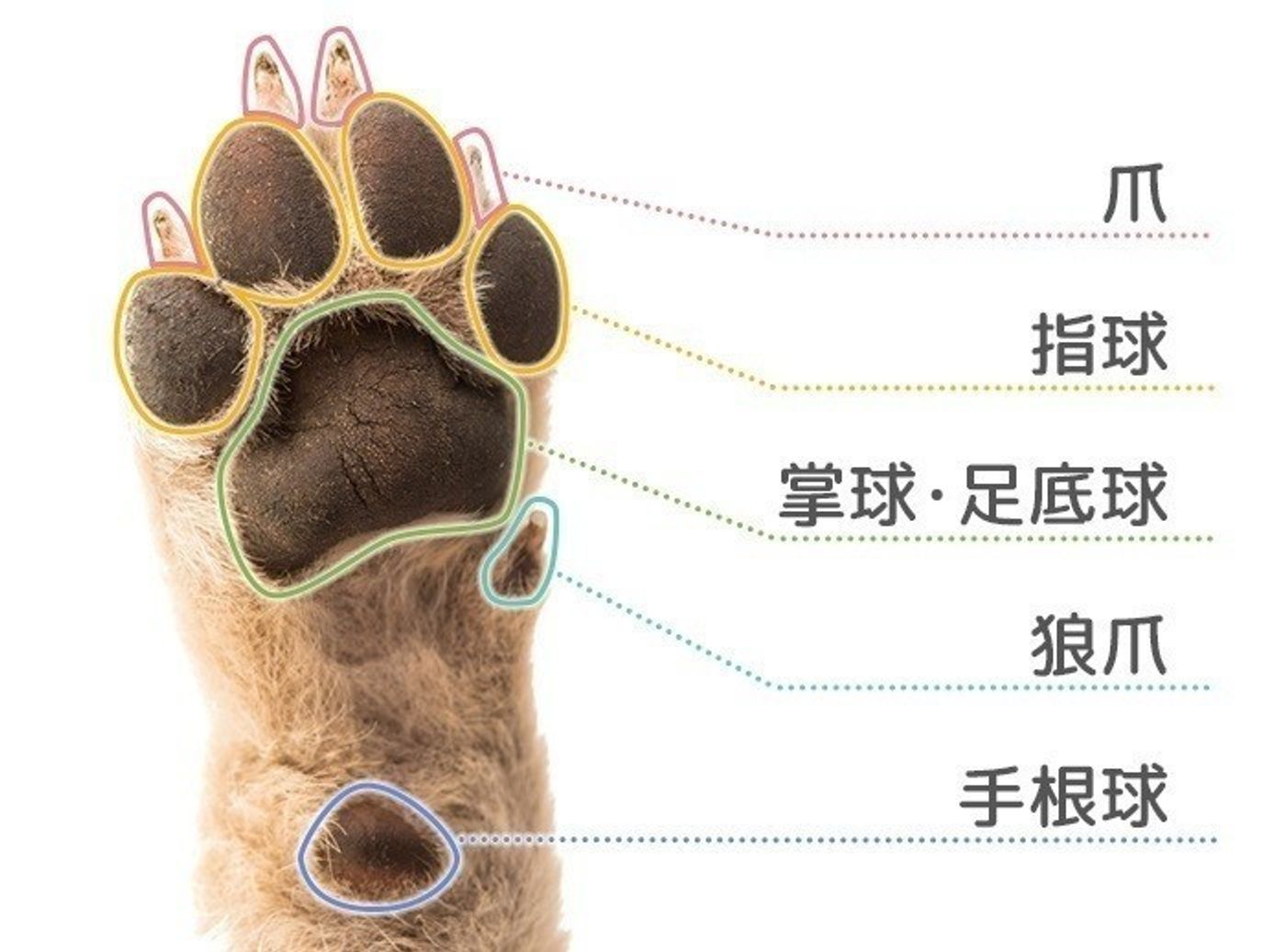犬の肉球が赤い・舐める真相とは？乾燥や病気のサインと最新ケア対策