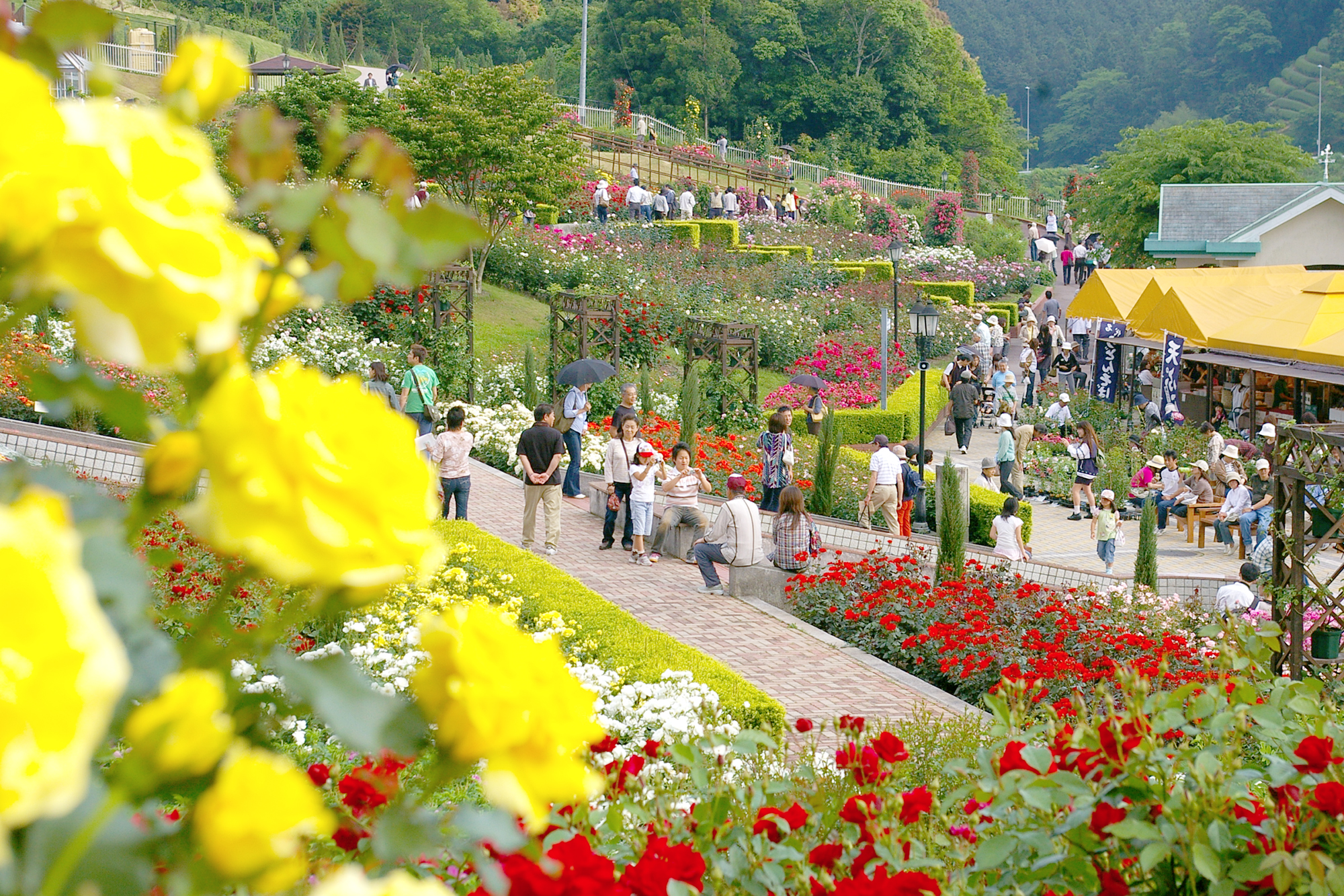 島田市ばらの丘公園2026攻略！見頃時期・混雑回避と名物グルメ解剖