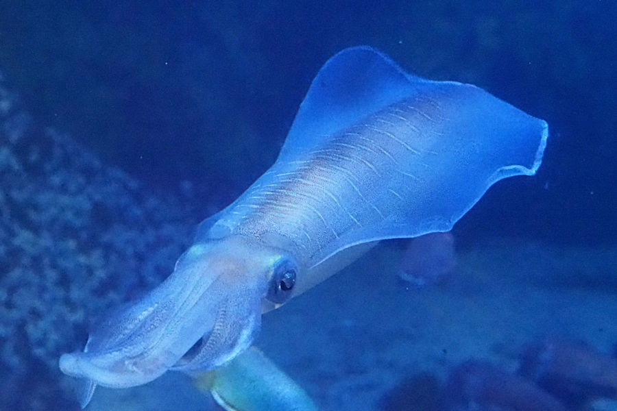 プロ直伝のイカの捌き方！包丁なしの裏技とアニサキス対策完全ガイド