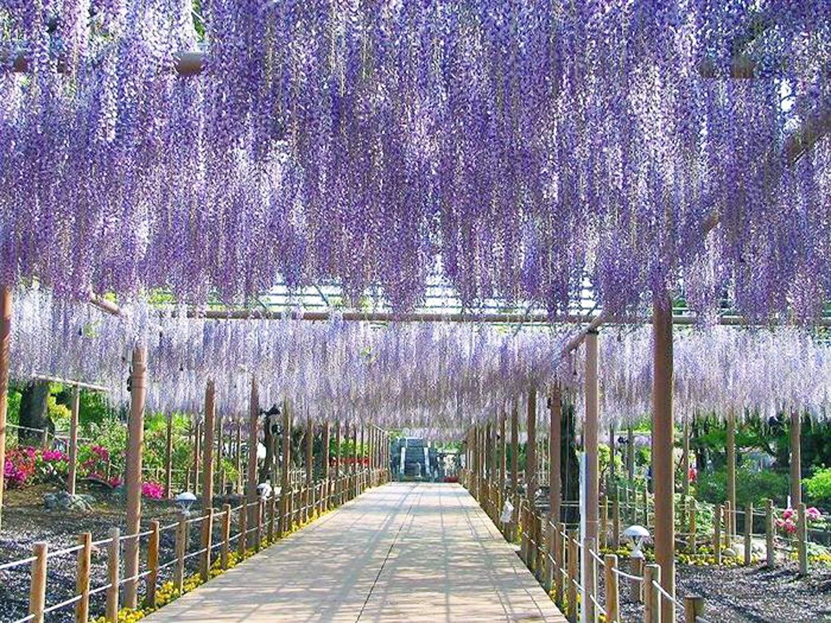 【2026最新】曼陀羅寺公園の藤まつり完全攻略！見頃と混雑回避術