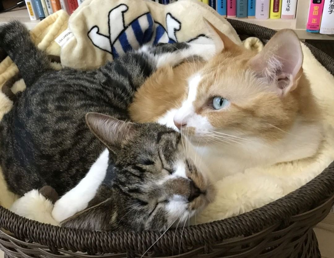 メンタリストDaigoの愛猫事情！ぬこ様の正体と豪邸飼育の全貌