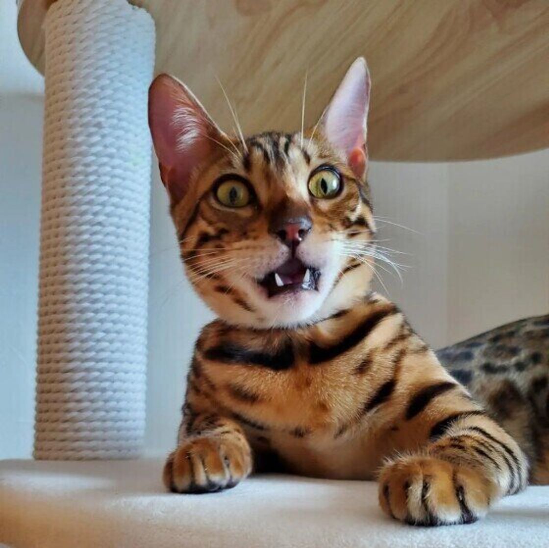 猫のフレーメン反応はなぜ起きる？口半開きの変顔に隠された真相