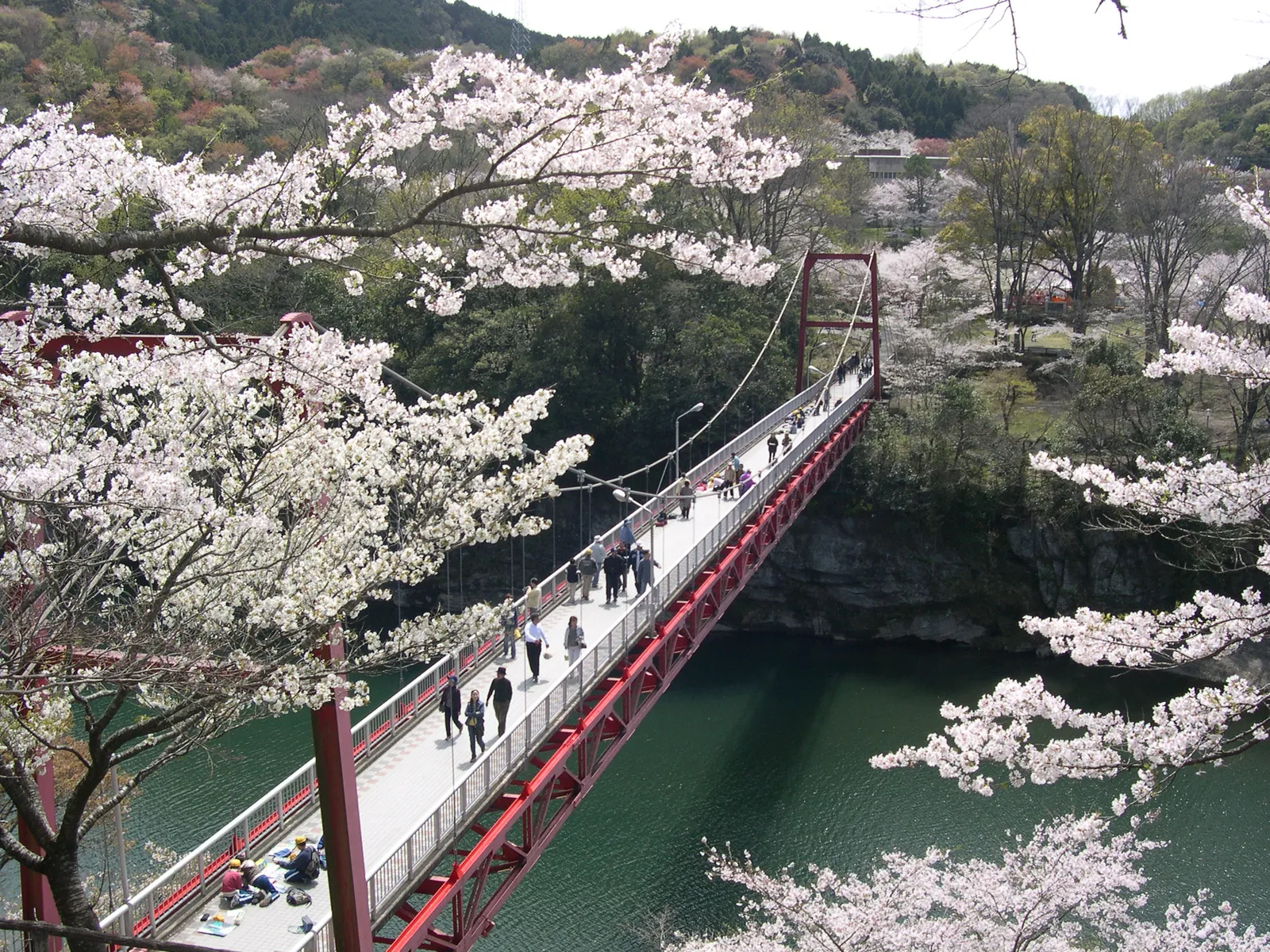 なぜ三河の嵐山と呼ぶ？桜淵公園2026桜まつり完全攻略と混雑回避法