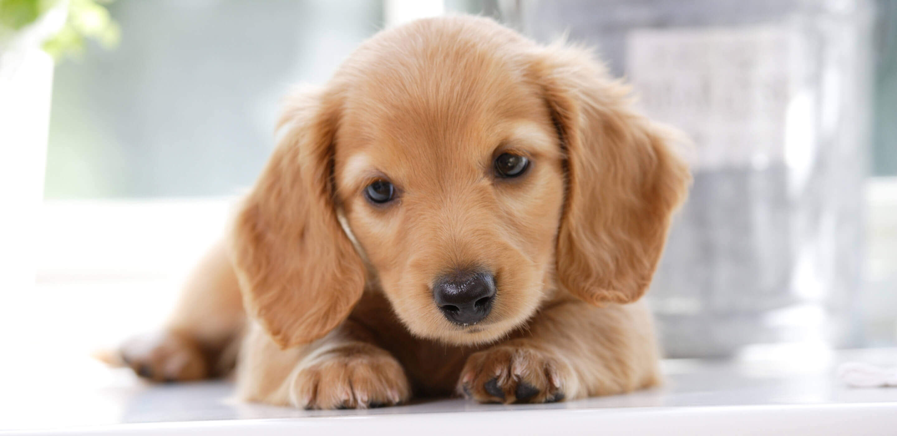 北海道で子犬の無料譲渡は本当？2026年最新里親ルートと落とし穴