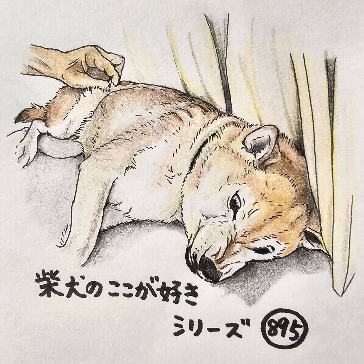 犬が毛をむしる原因と病気のサイン｜自傷行為を止める正しい対策法