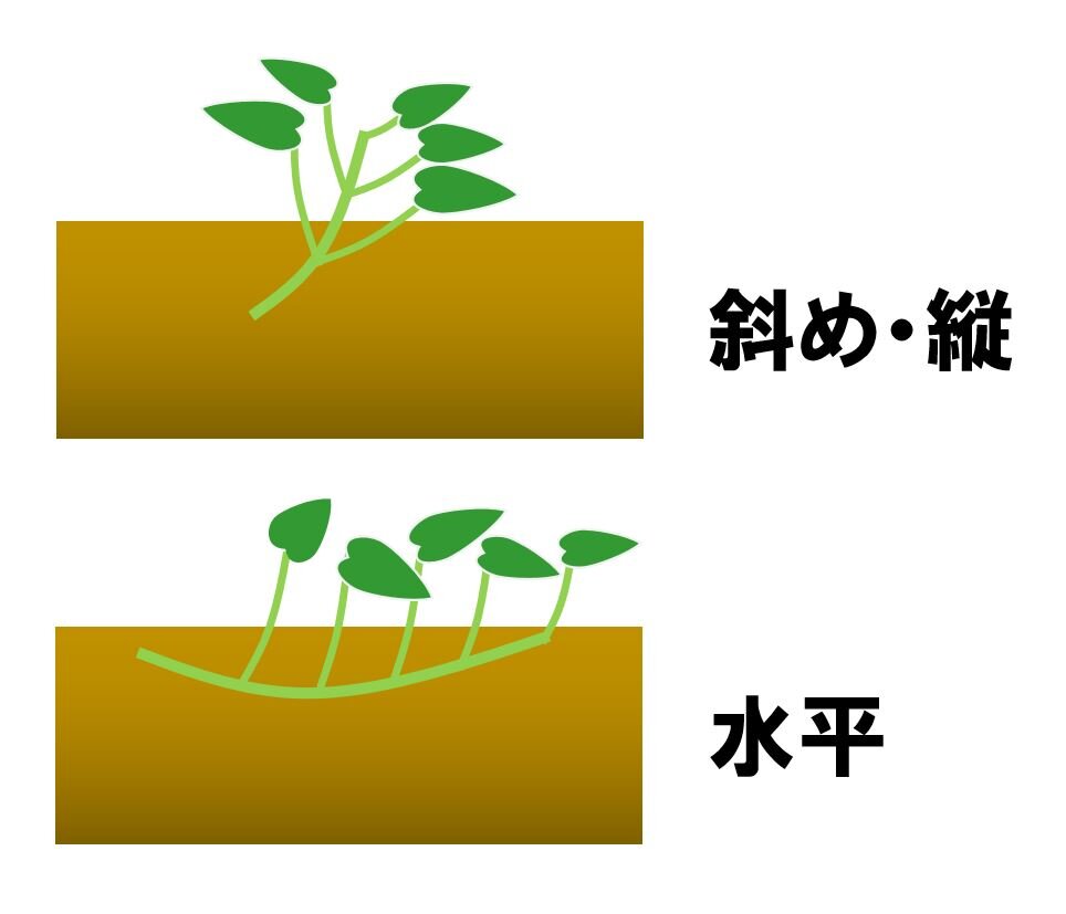サツマイモ苗の植え方で収穫激変！プロ直伝の極意と失敗防止策