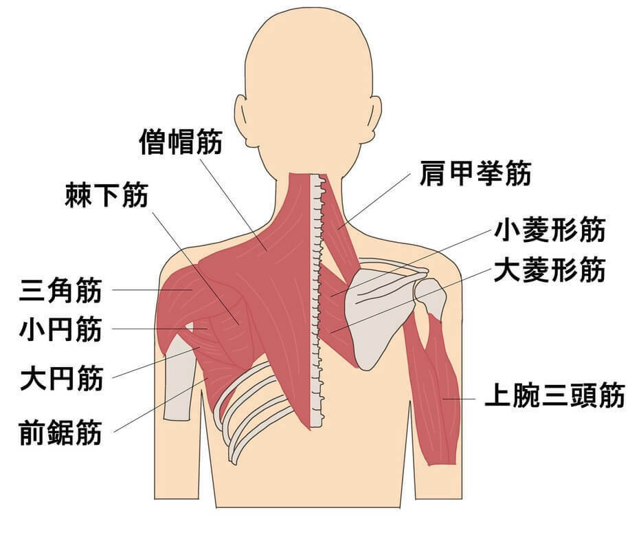 脇肉をなくす筋トレ決定版！ハミ肉が落ちない原因と即効メニュー