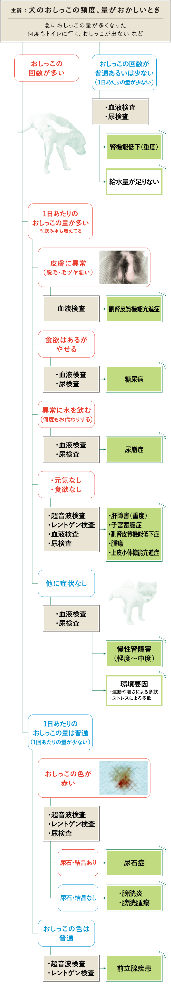 犬のおしっこ回数は何回が正常？増えた・出ない病気のサインと受診目安