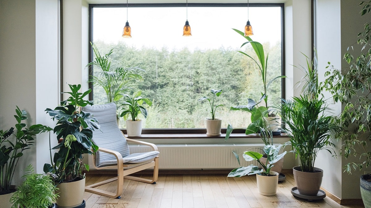 なぜ置くだけで垢抜けない？プロが教える観葉植物のおしゃれな飾り方完全版