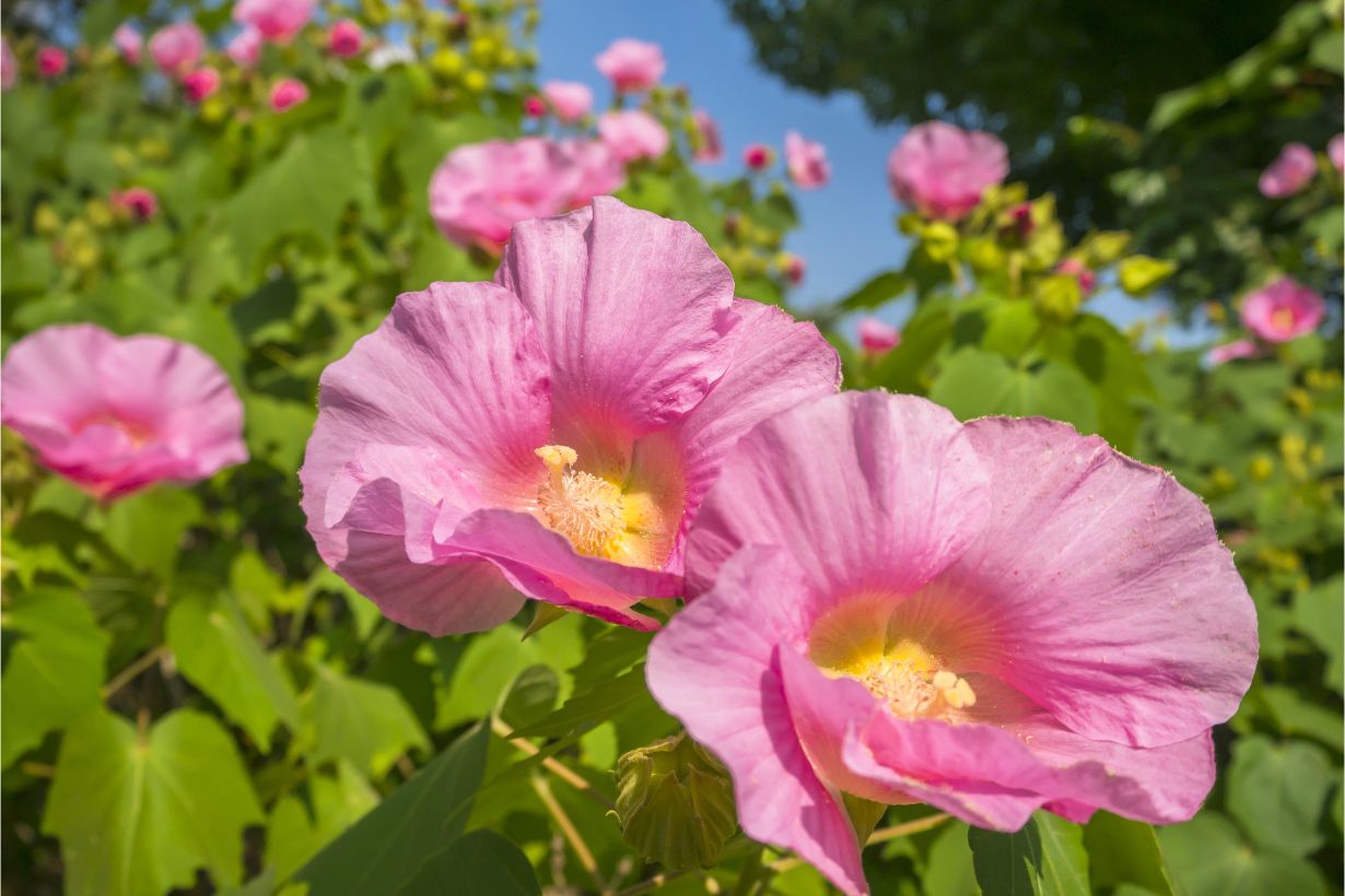 儚く美しい一日花「芙蓉」の魅力解剖｜ムクゲとの違いと育て方を徹底解説