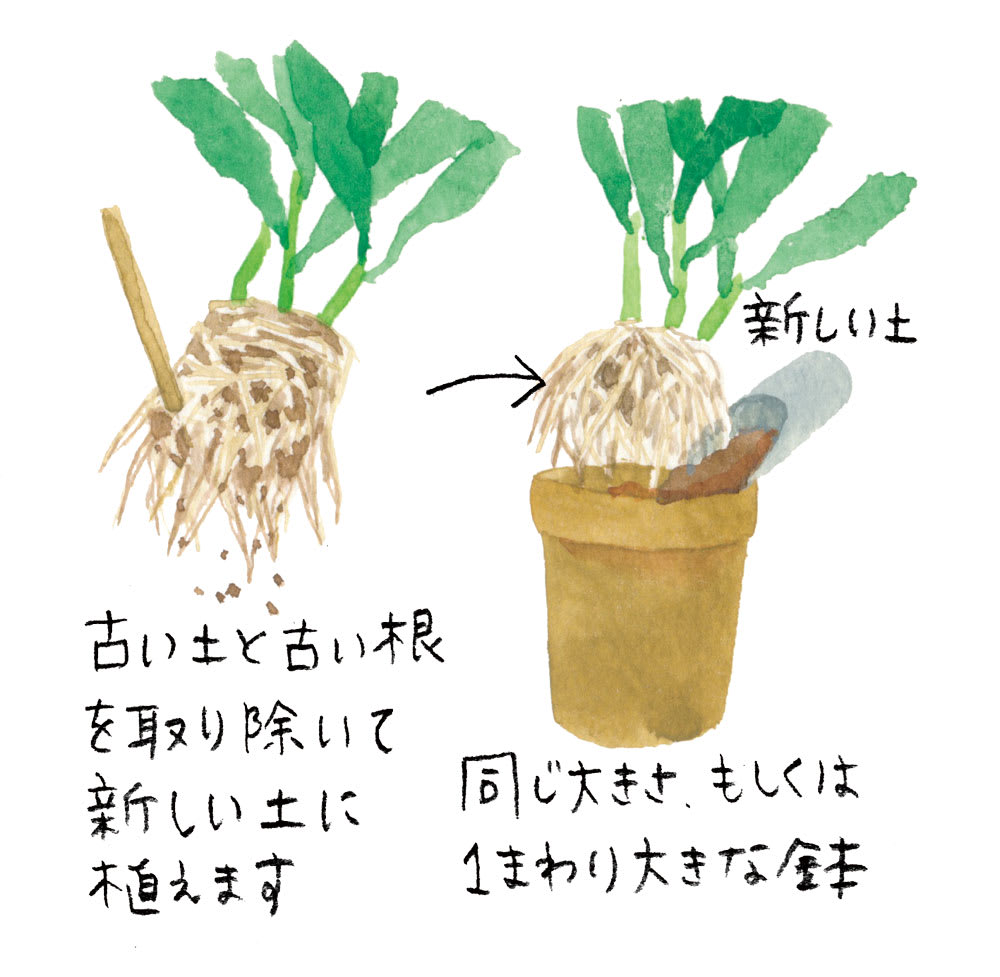 月下美人が咲かない理由とは？一晩限りの花を咲かせる育て方の極意