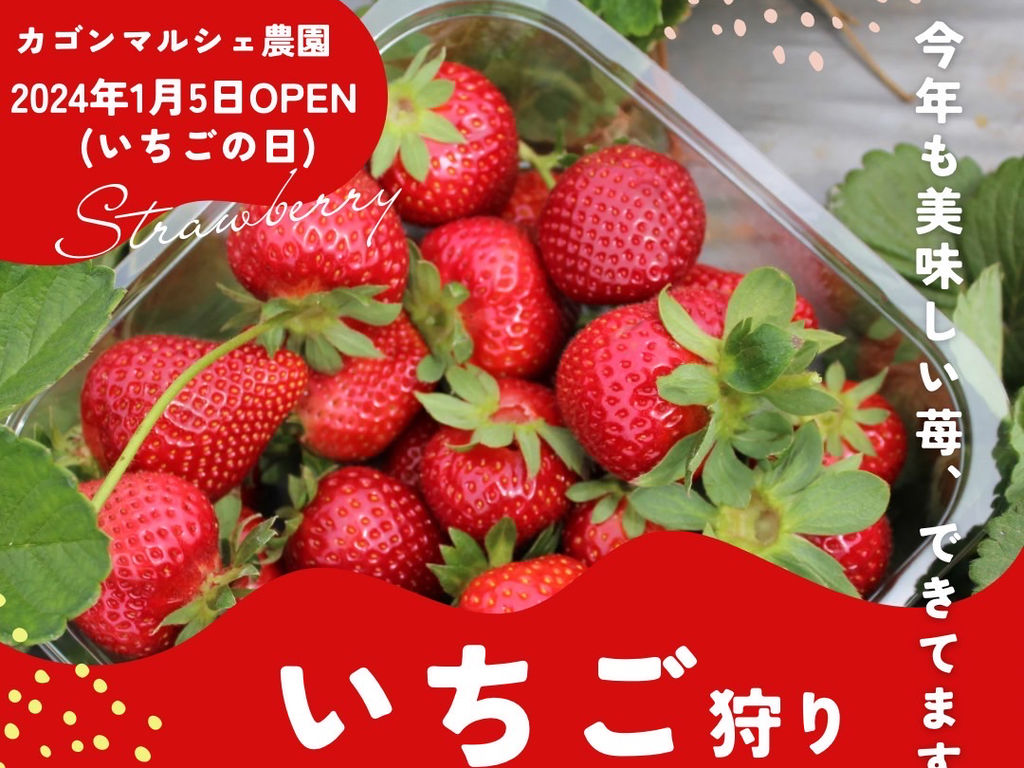 志布志のいちご狩り2026！食べ放題料金と当日予約なしの真実