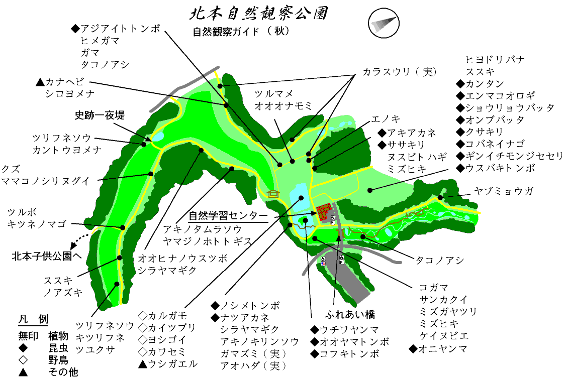 北本自然観察公園の魅力と注意点｜野鳥・ホタル鑑賞と最新利用ガイド