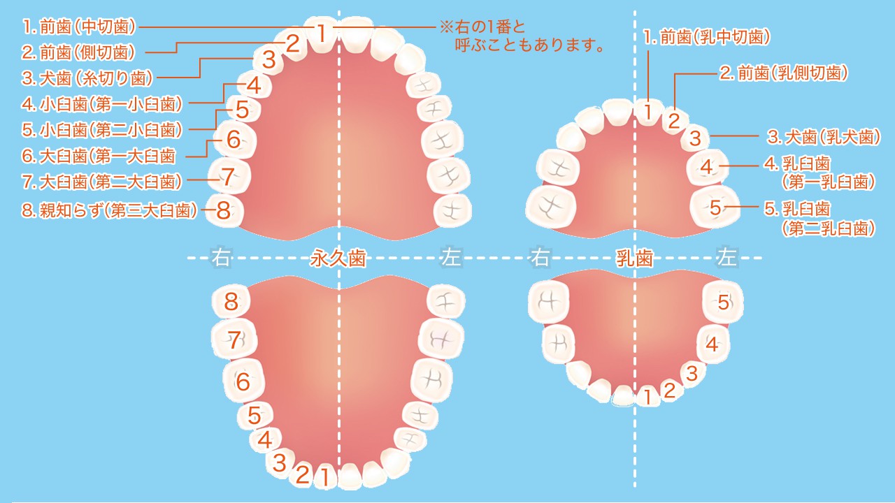 人間の歯の本数は何本？大人と子供の違いや親知らずの真相を徹底解剖
