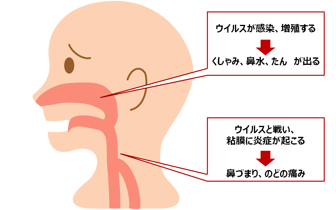 風邪の鼻づまりを一瞬で通す裏ワザ！片方だけ詰まる理由と最新対処法