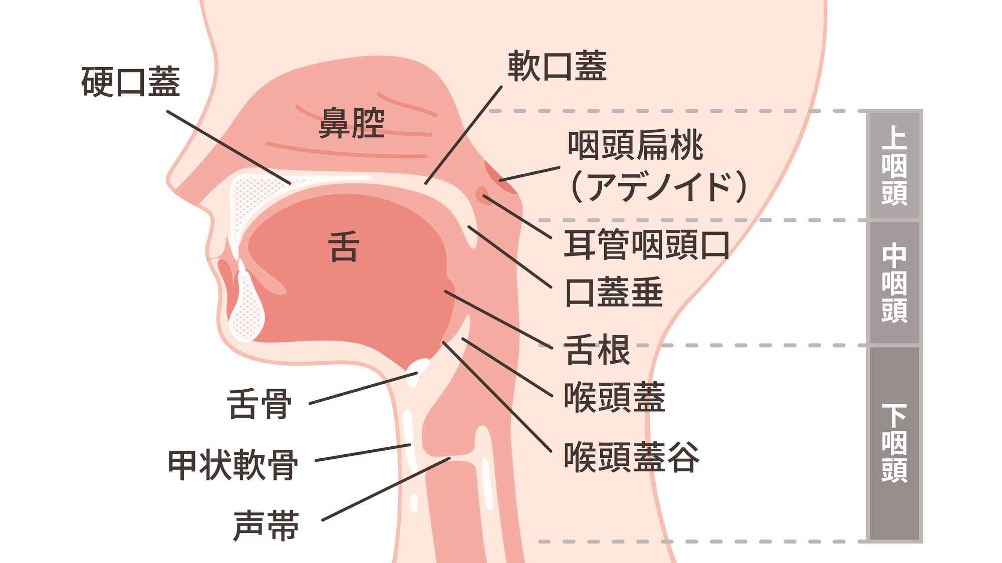 唾を飲み込むと喉が痛い原因と治し方｜片側の激痛や熱なしの危険度