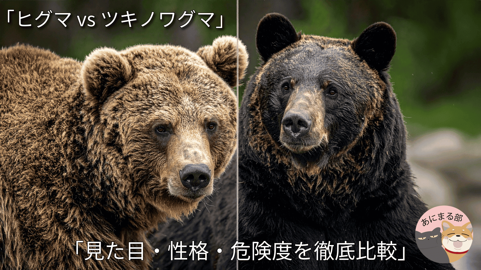 ヒグマとツキノワグマの違いとは？強さ・生態比較と遭遇対策の真実