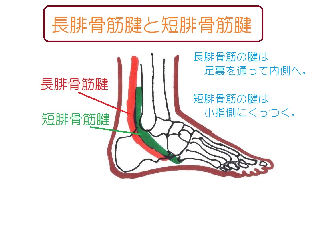 くるぶしの下が痛い原因と危険度｜内側外側の見分け方と受診目安