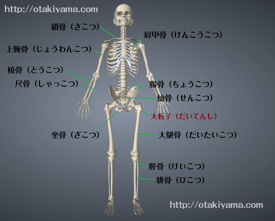 全身の骨206個の名前一覧！部位別の読み仮名と暗記の秘訣を徹底解説