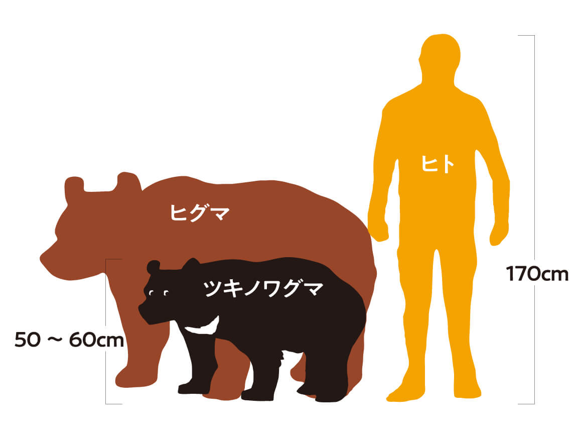 ツキノワグマの大きさは人間とどう違う？体長・体重と危険性を徹底解剖