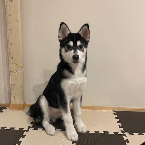 【画像あり】 ハスキー に 似 た 犬 公式インスタ・X最新情報 #642