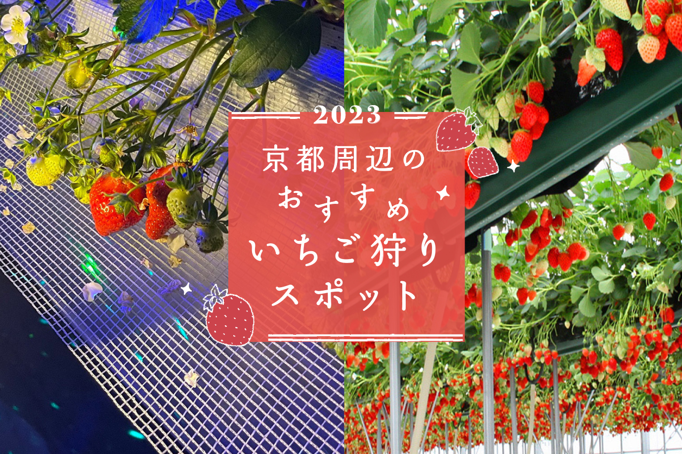 京都のいちご狩り2026決定版！予約なしの穴場や食べ放題を徹底比較