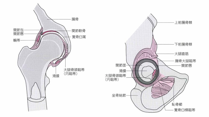 股関節の痛みの正体は関節唇？放置厳禁な理由と2026年最新治療
