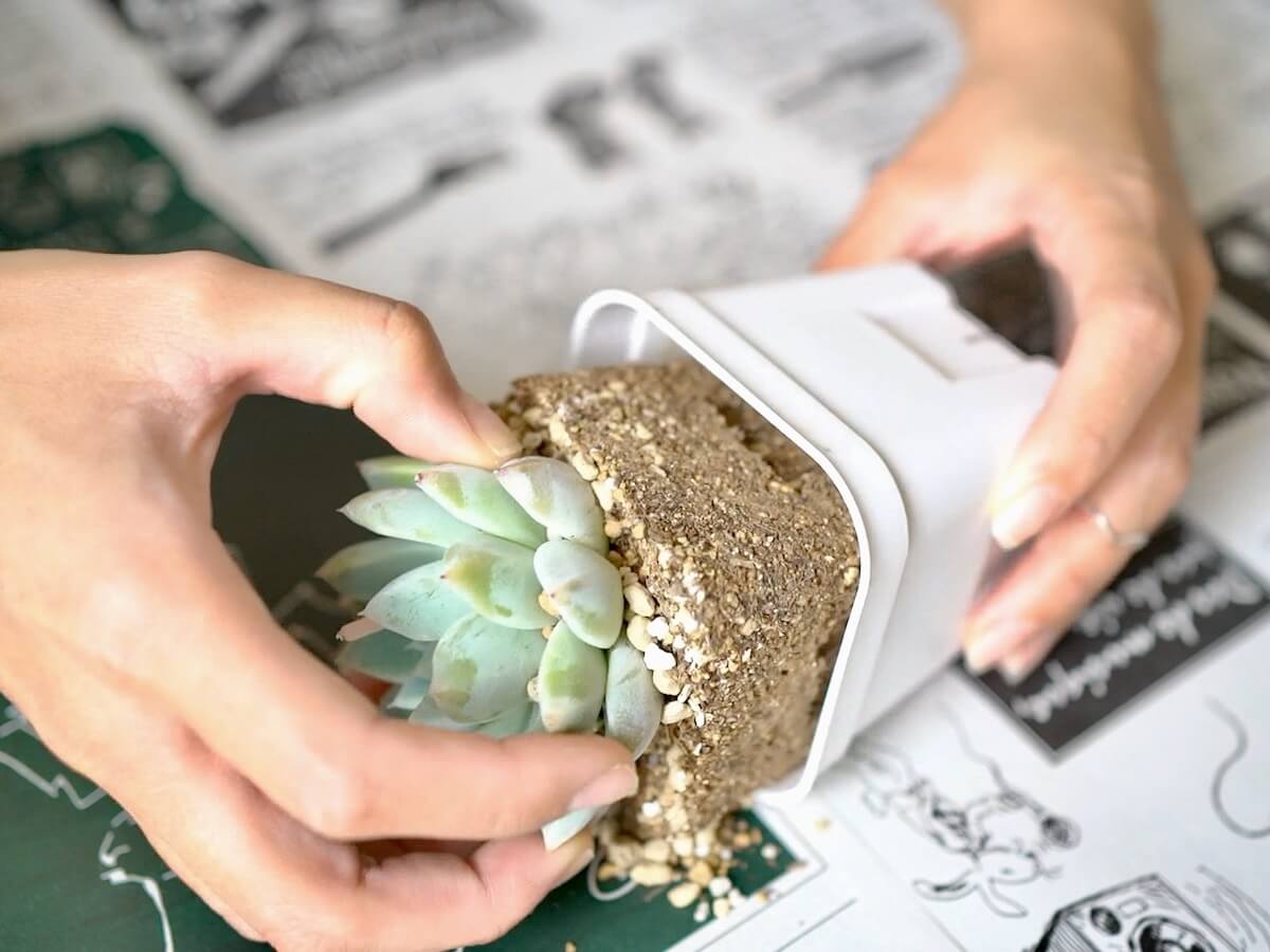 多肉植物の植え替えで枯れる原因とは？失敗防ぐ土の配合と時期を解説