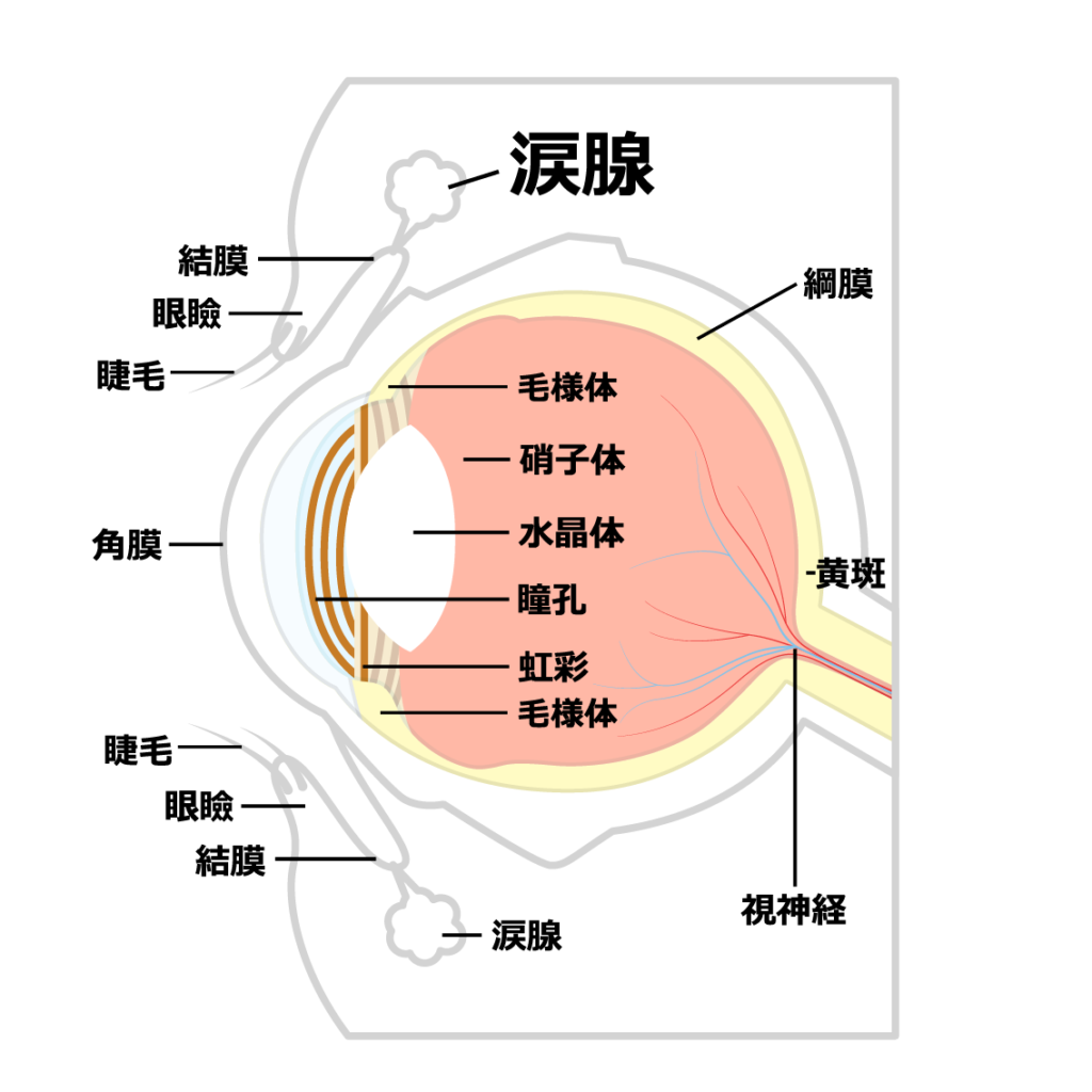 あくびで涙が出るのはなぜ？悲しくないのに溢れる体の仕組みと病気のサイン