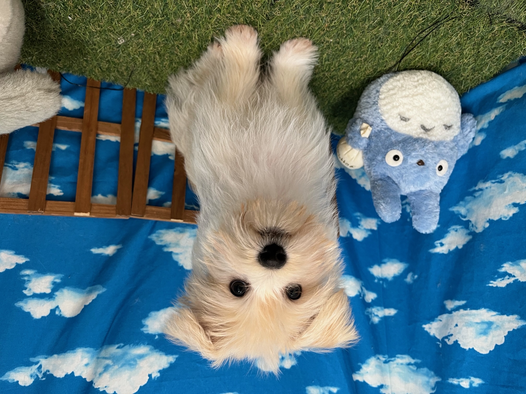 柴犬×マルチーズ成犬の見た目ギャップ！マル柴の性格と価格・飼育の真相
