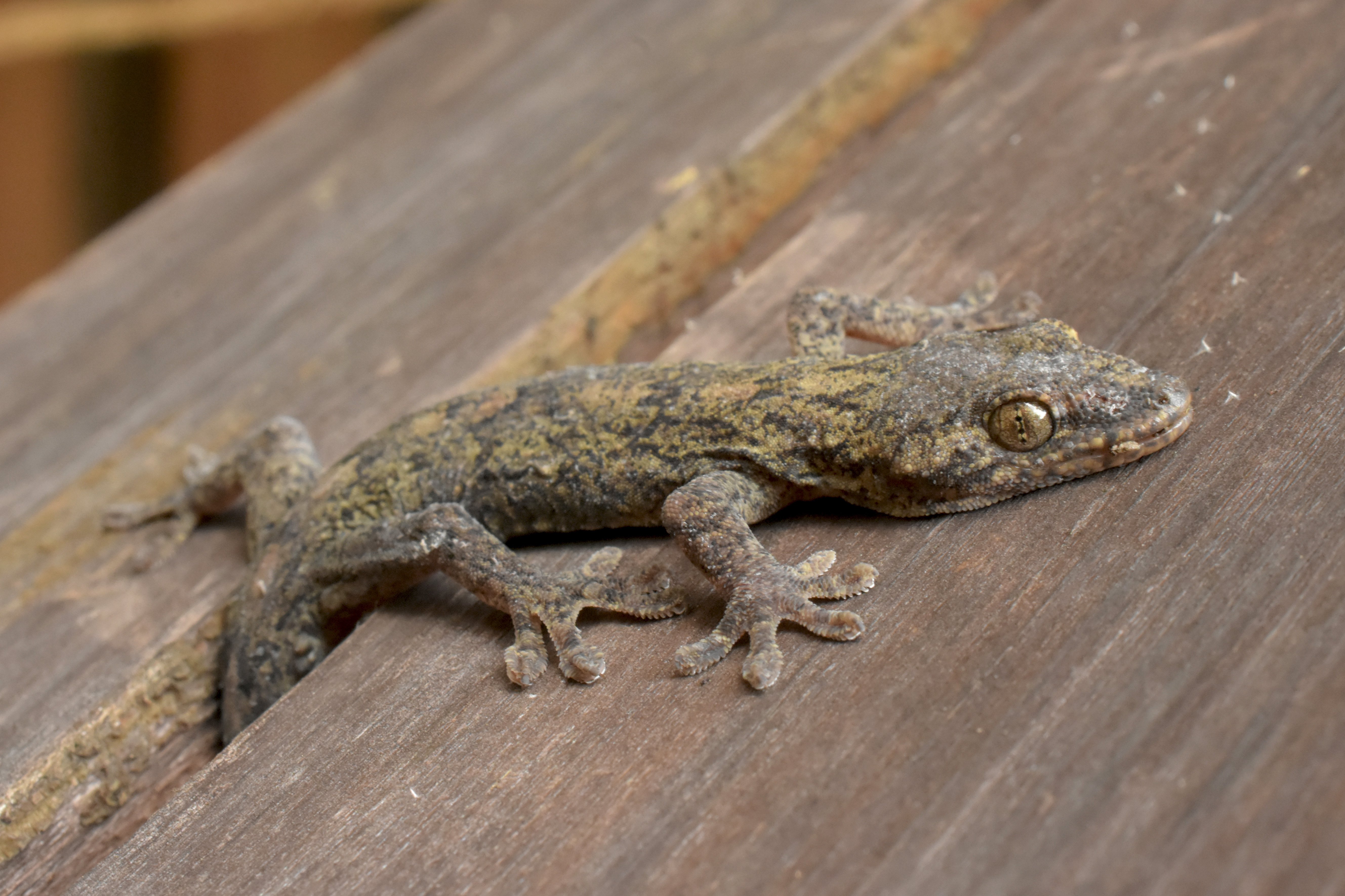 ヤモリとイモリの違いとは？見た目や生息地で見分ける決定版ガイド