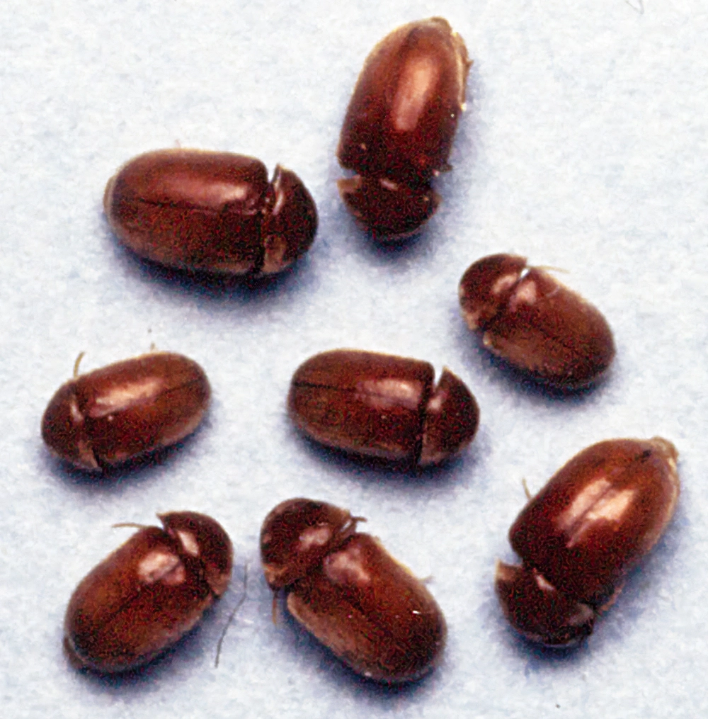 家の小さい茶色い虫はシバンムシ？放置厳禁の発生源とプロの駆除法を徹底解説