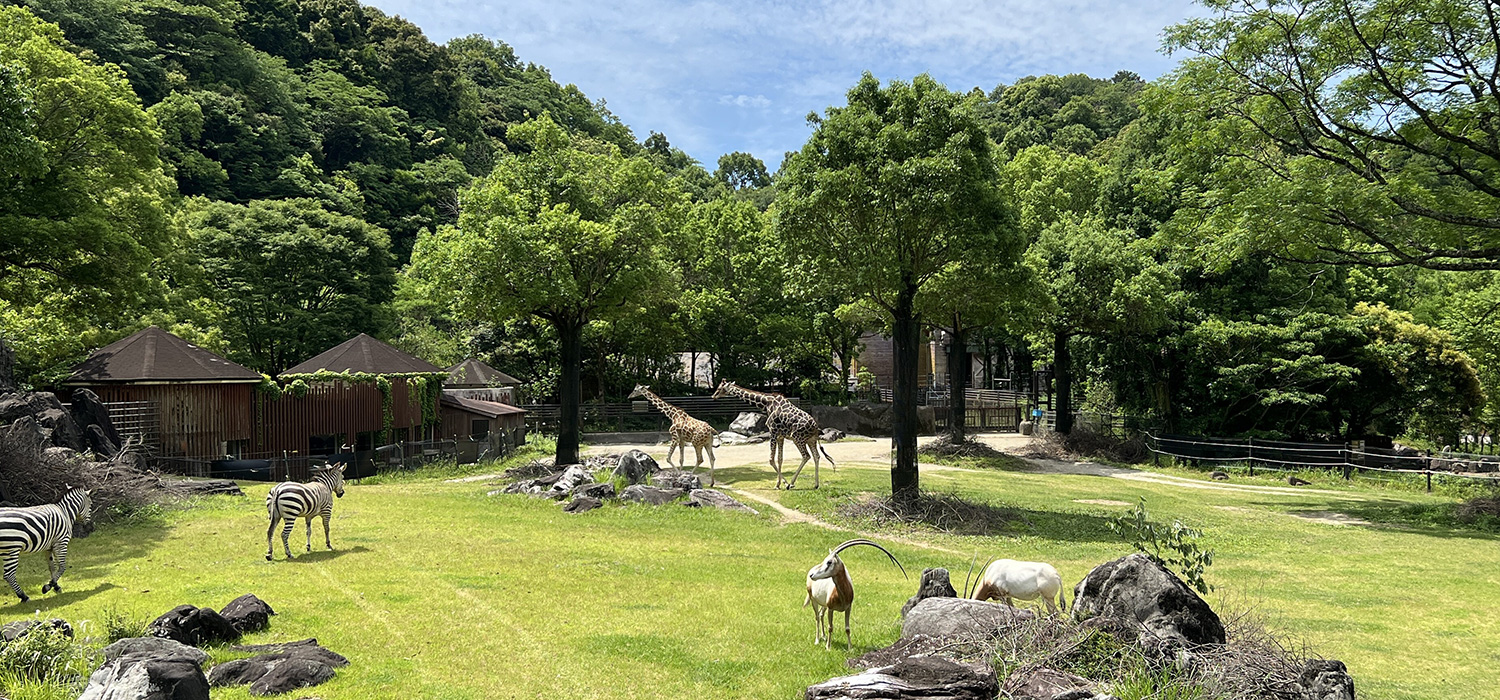 のいち動物公園が日本一に輝く理由とは？ハシビロコウと見どころ徹底解剖