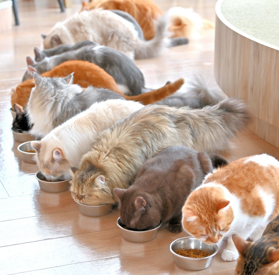猫カフェMocha名古屋栄店の口コミ・料金・予約なしの真相