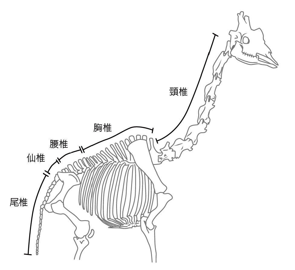 キリンの首の骨の数は何個？人間と同じ7個の理由と驚愕の進化