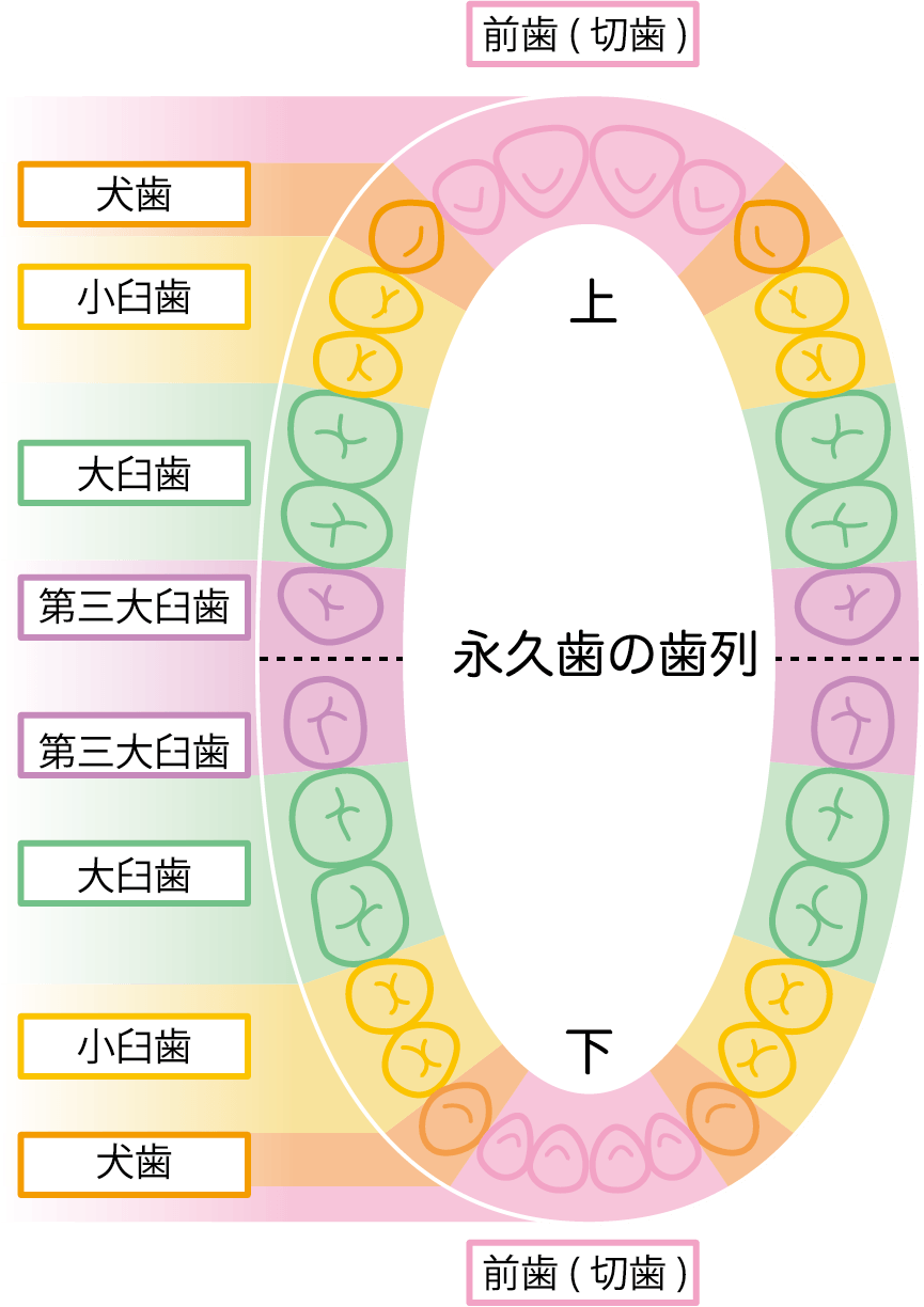 人間の歯の数は何本？大人28〜32本の真相と80代の残存歯数2026