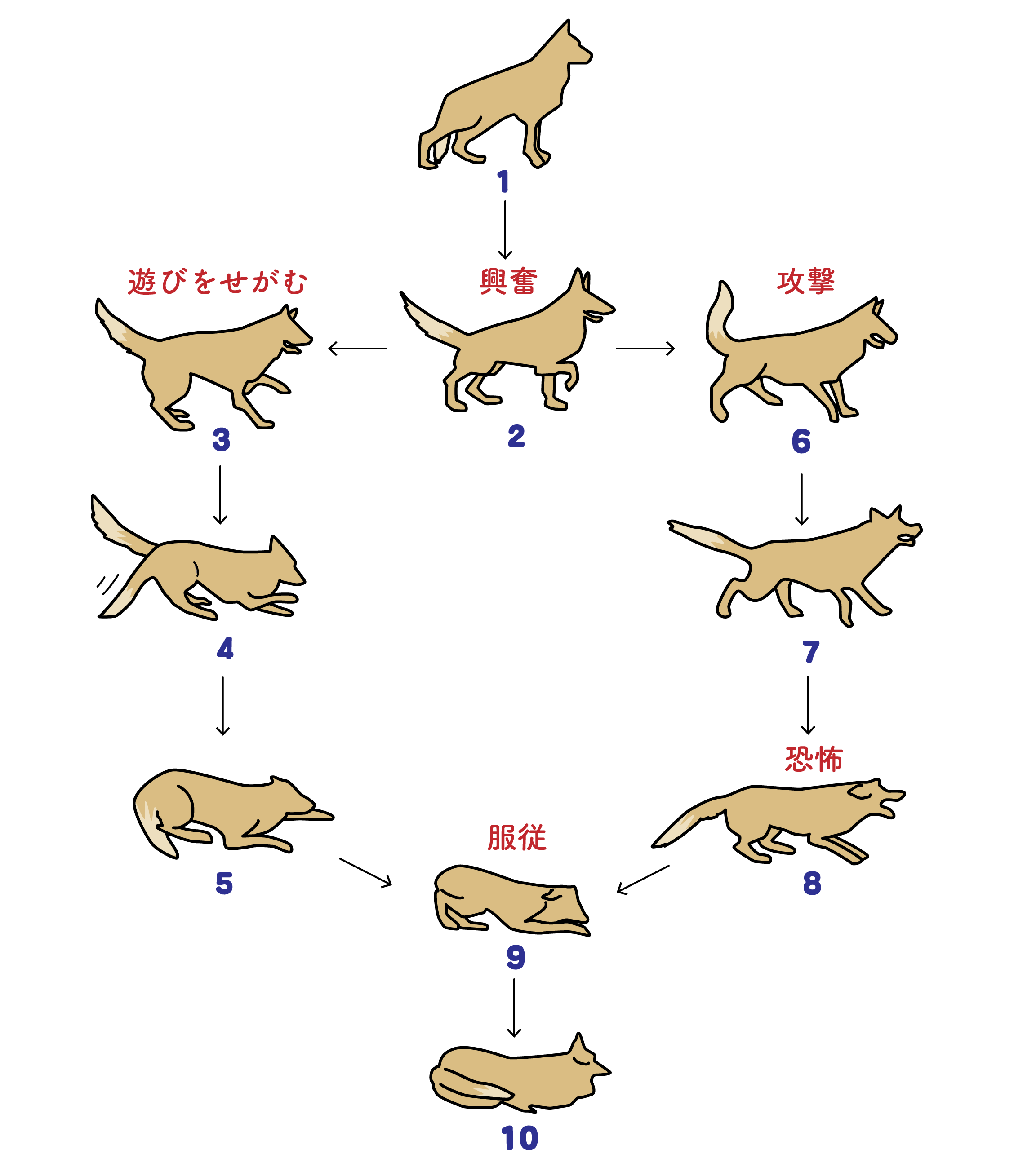 愛犬の気持ちを行動と鳴き声から徹底解読！仕草やあくびの真相