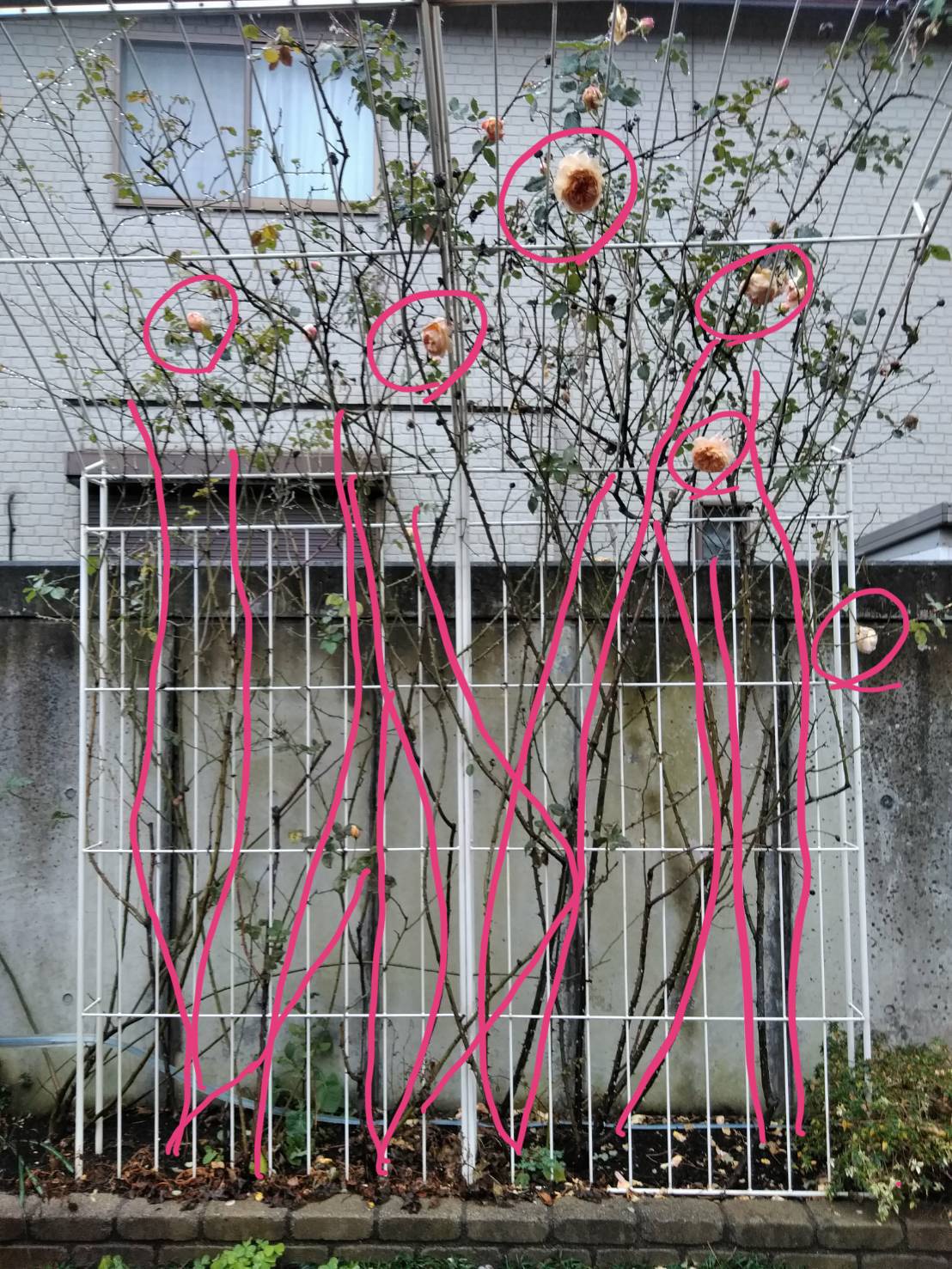 なぜ枝を倒す？つるバラ誘引で花数を劇的に増やす冬剪定の秘訣を徹底解説