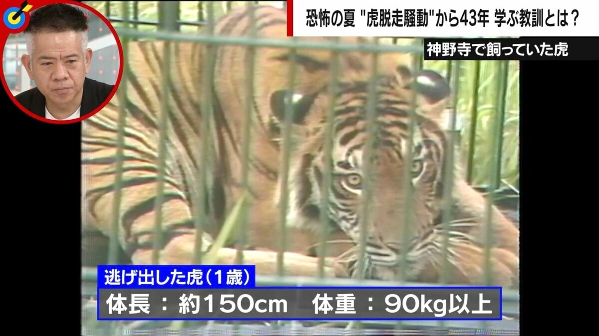 千葉県で虎目撃の真相とは？脱走の歴史と2026年動物園最新ガイド