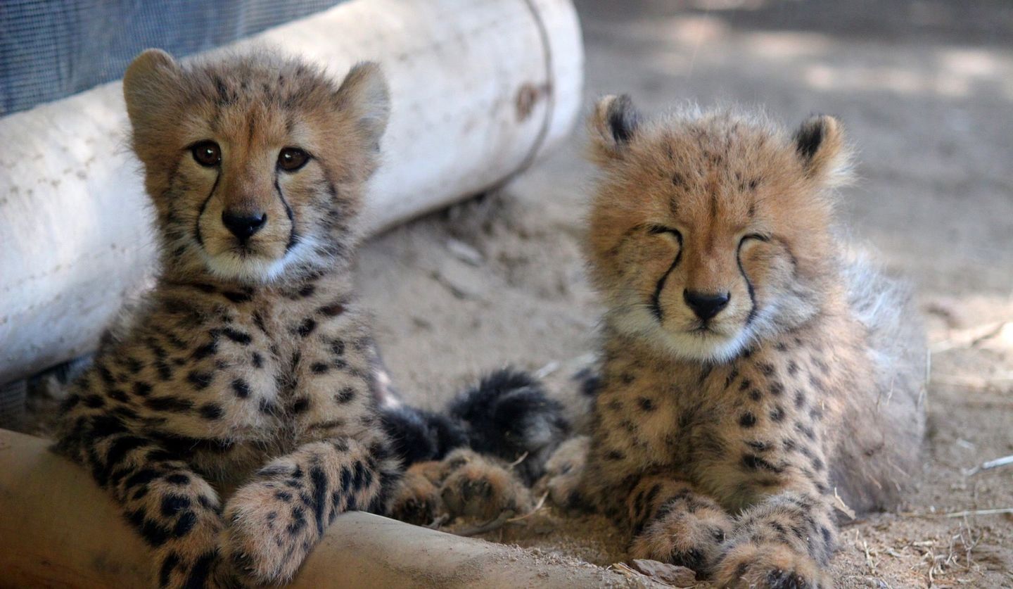 動物の赤ちゃんが愛される理由と2026最新誕生ニュースの真相