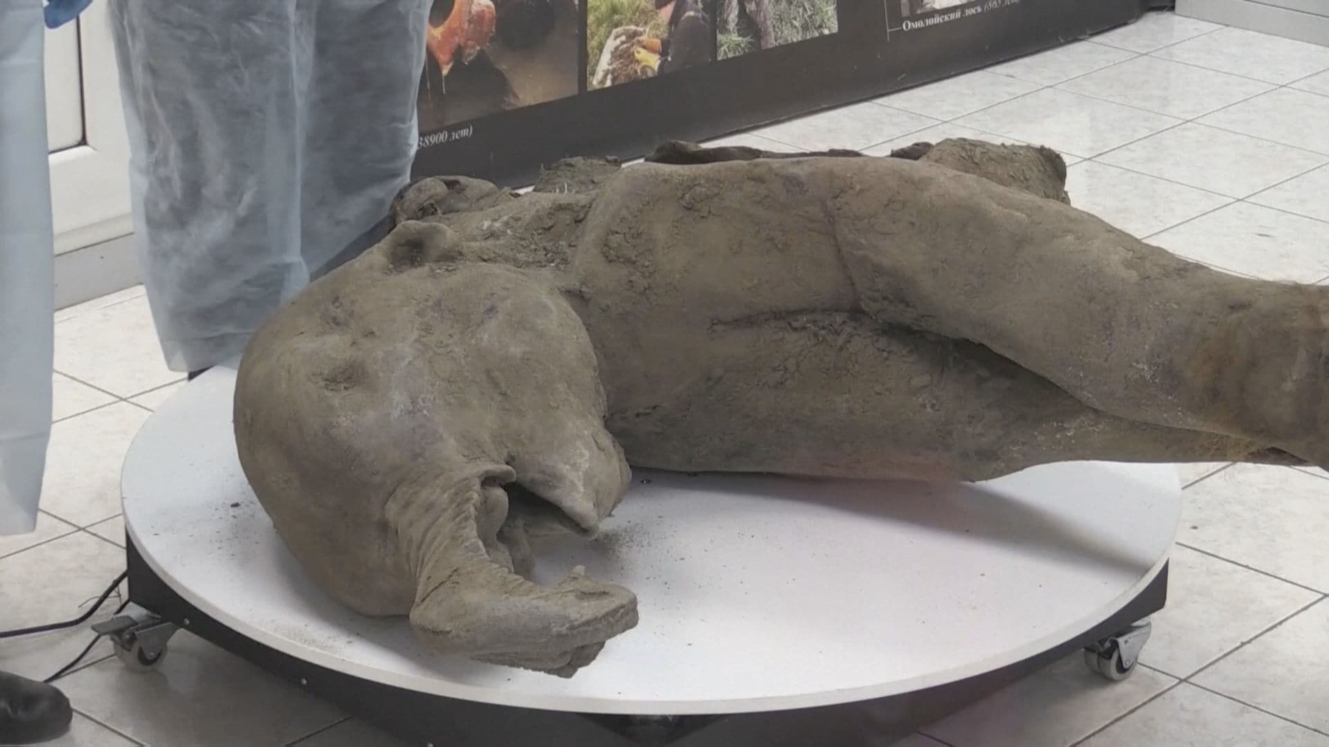 マンモス化石の衝撃真相！永久凍土の肉や日本発見例と復活の今