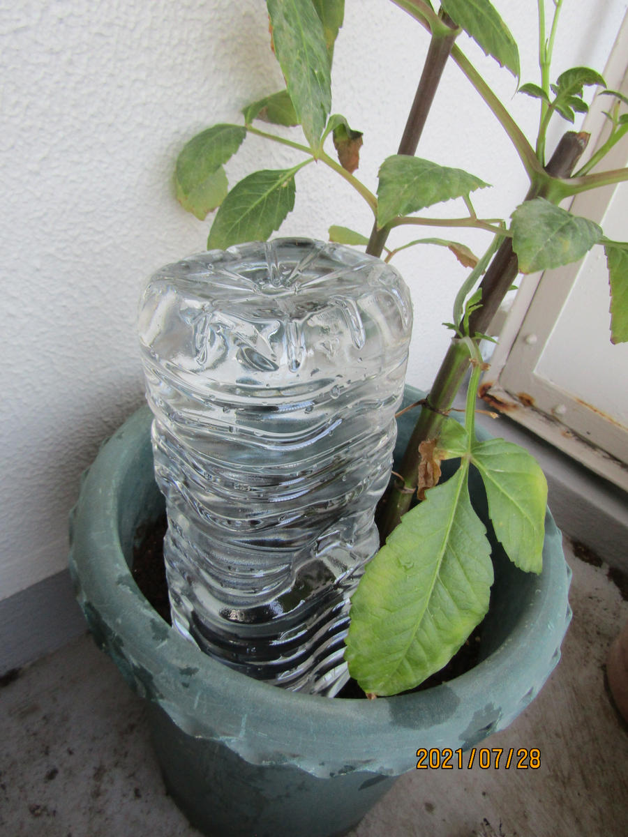 長期不在でも植物を枯らさない！旅行・帰省時の水やり対策決定版