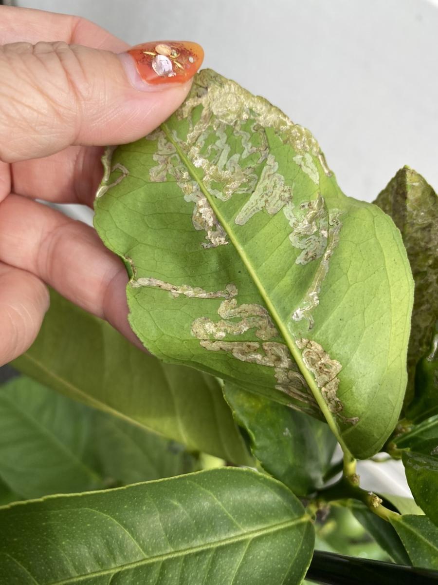 レモンの木の虫を放置すると枯れる？害虫駆除と2026年最新の予防策