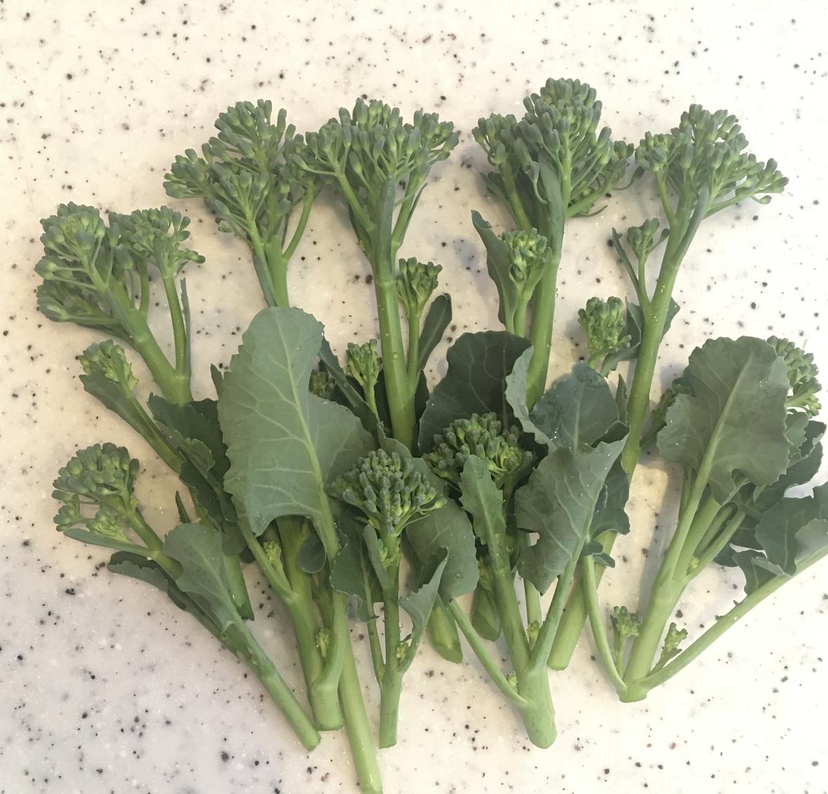 プロ直伝！スティックセニョール栽培で収穫が激増する3つの極意