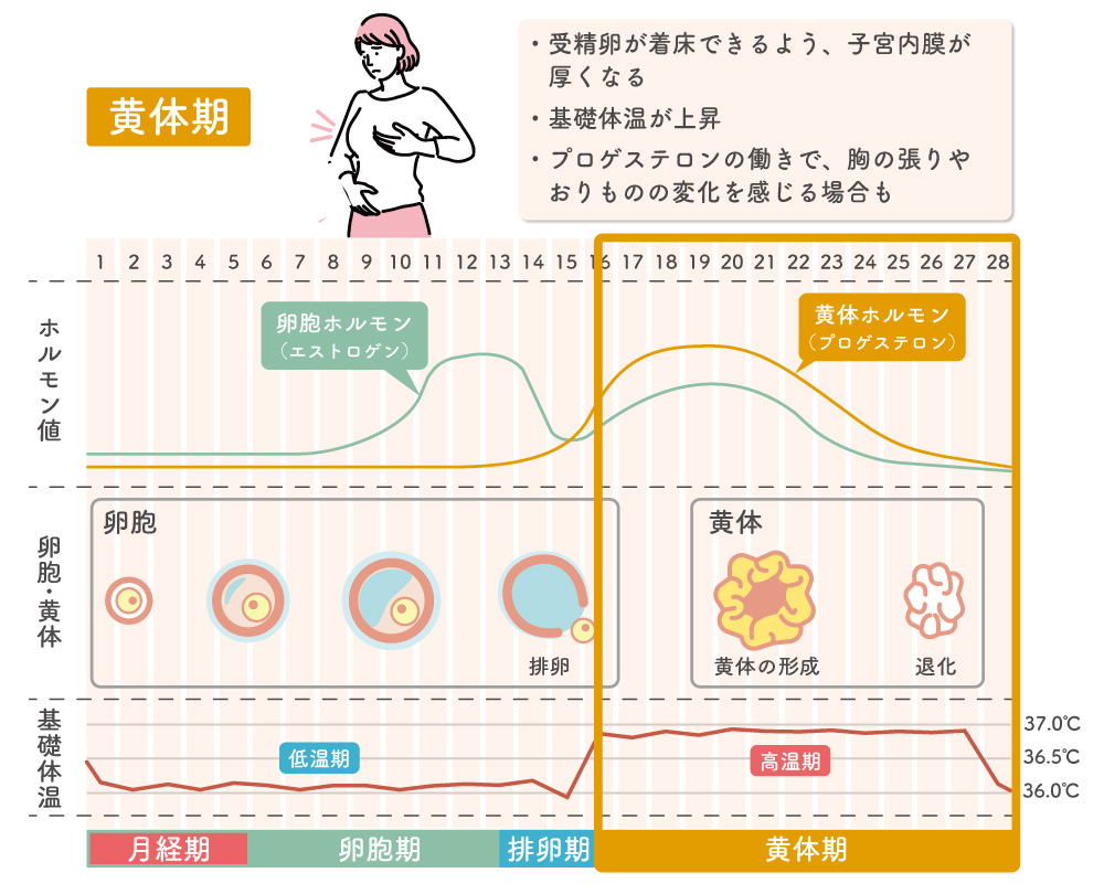 着床はいつ？排卵・性行為からの日数と妊娠超初期サインを徹底解説