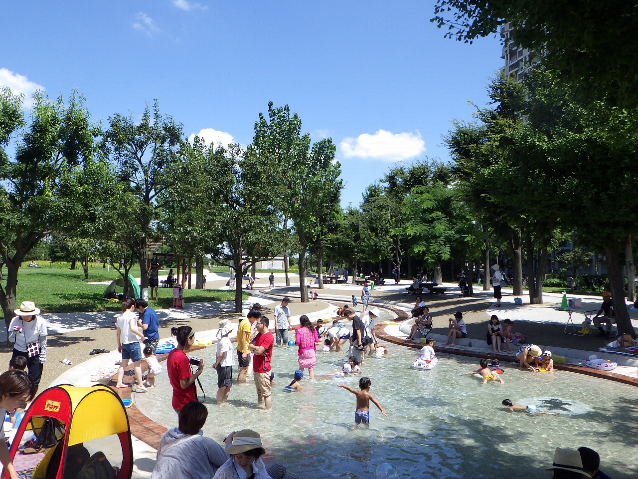 都内屈指の枝垂桜！尾久の原公園2026最新見所と混雑回避術